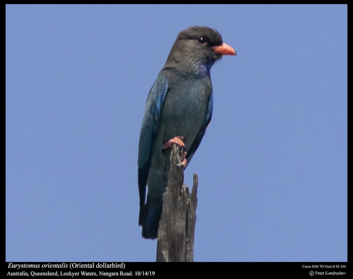 Dollarbird - ML254254931