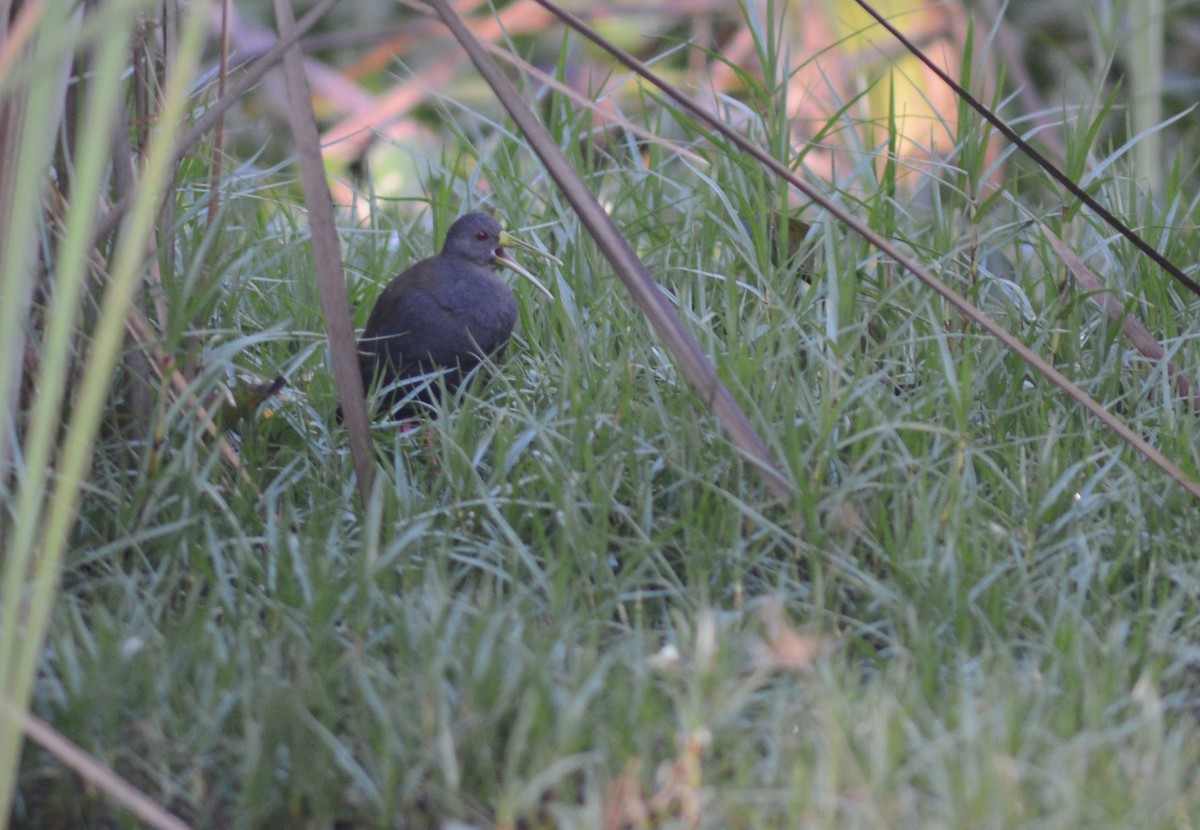 Blackish Rail - Ben Phalan