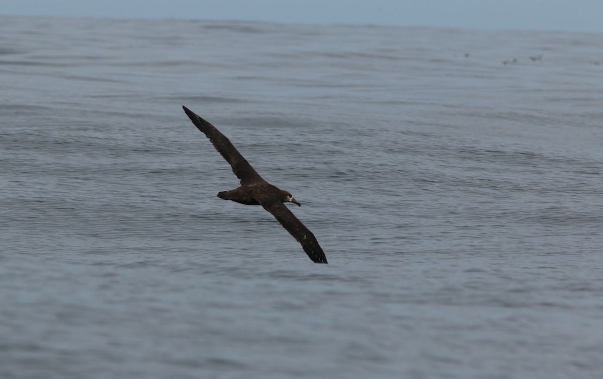 Albatros à pieds noirs - ML254255451
