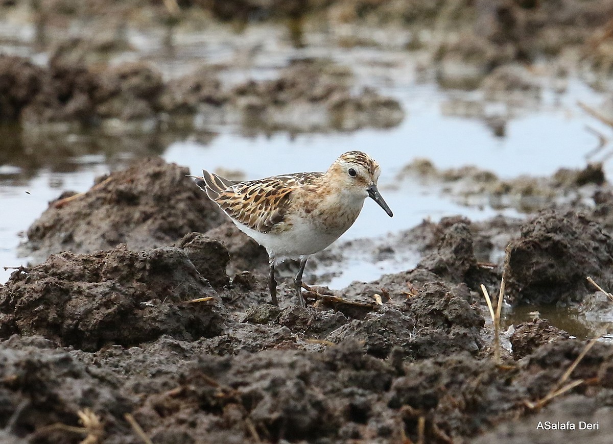 Little Stint - Fanis Theofanopoulos (ASalafa Deri)