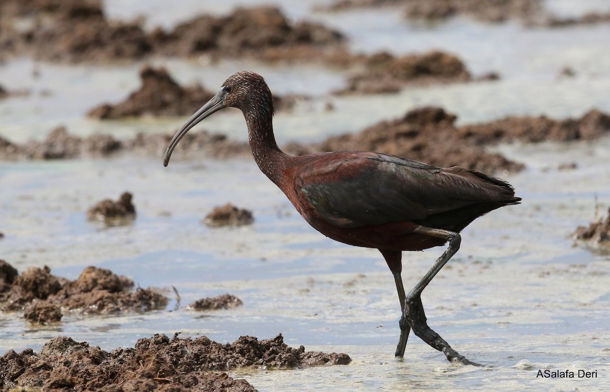 ibis hnědý - ML254256211