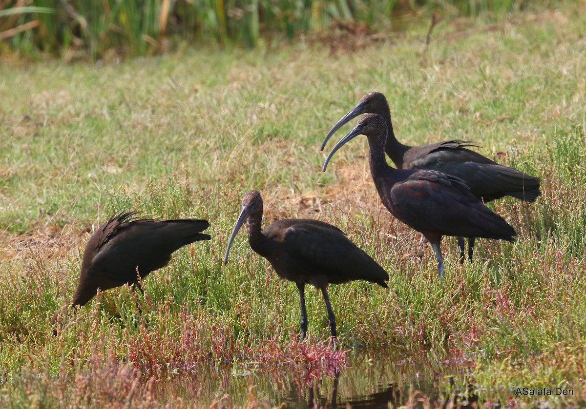 ibis hnědý - ML254256451