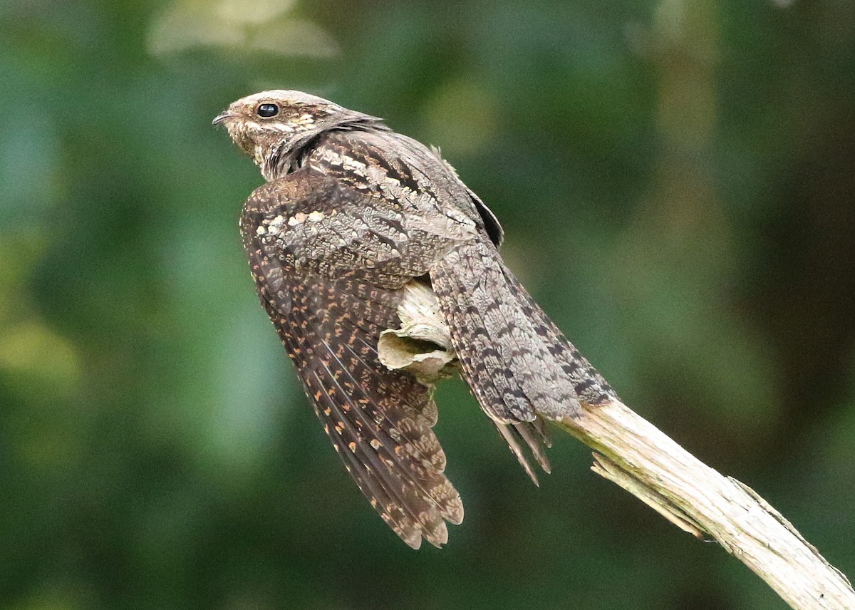 Eurasian Nightjar - ML254257001