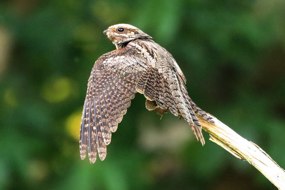 Eurasian Nightjar - ML254257011