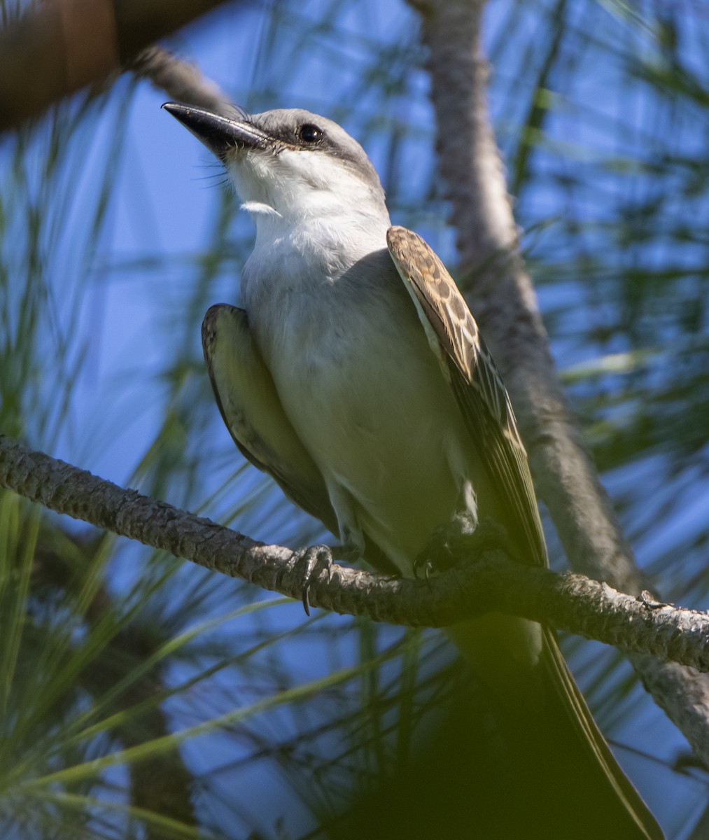 Gray Kingbird - ML254257751