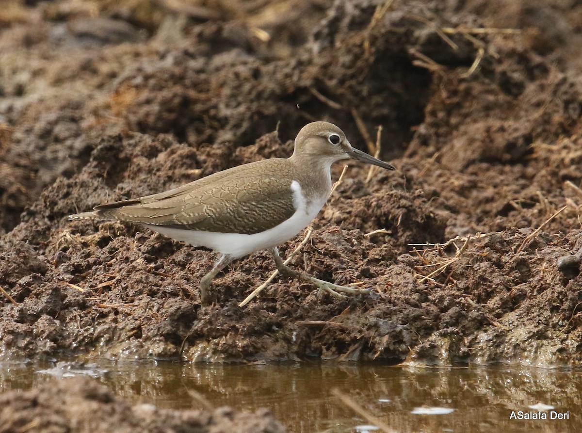 Common Sandpiper - Fanis Theofanopoulos (ASalafa Deri)