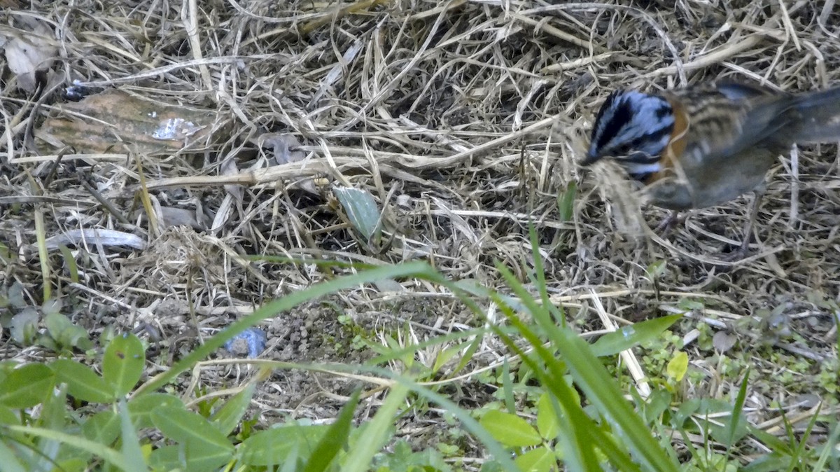 Rufous-collared Sparrow - ML254261141