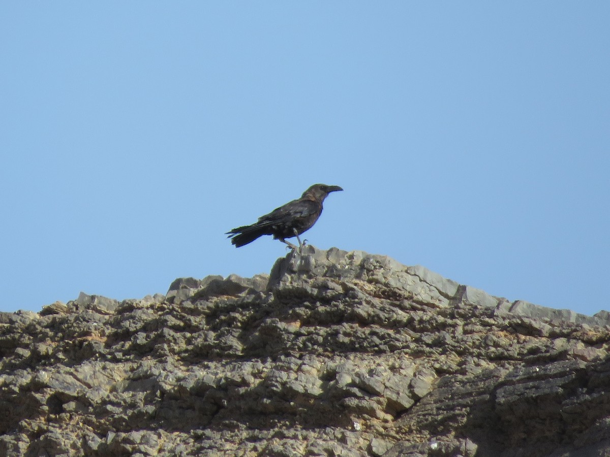 Brown-necked Raven - ML254261161