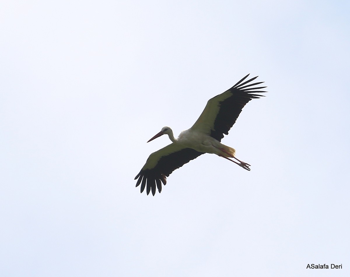 White Stork - ML254261171