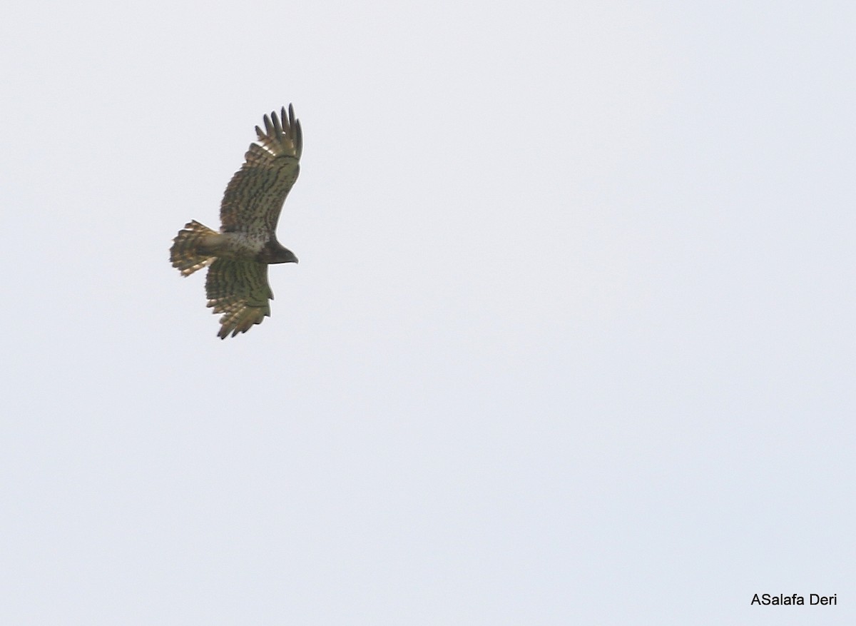 Short-toed Snake-Eagle - ML254261711