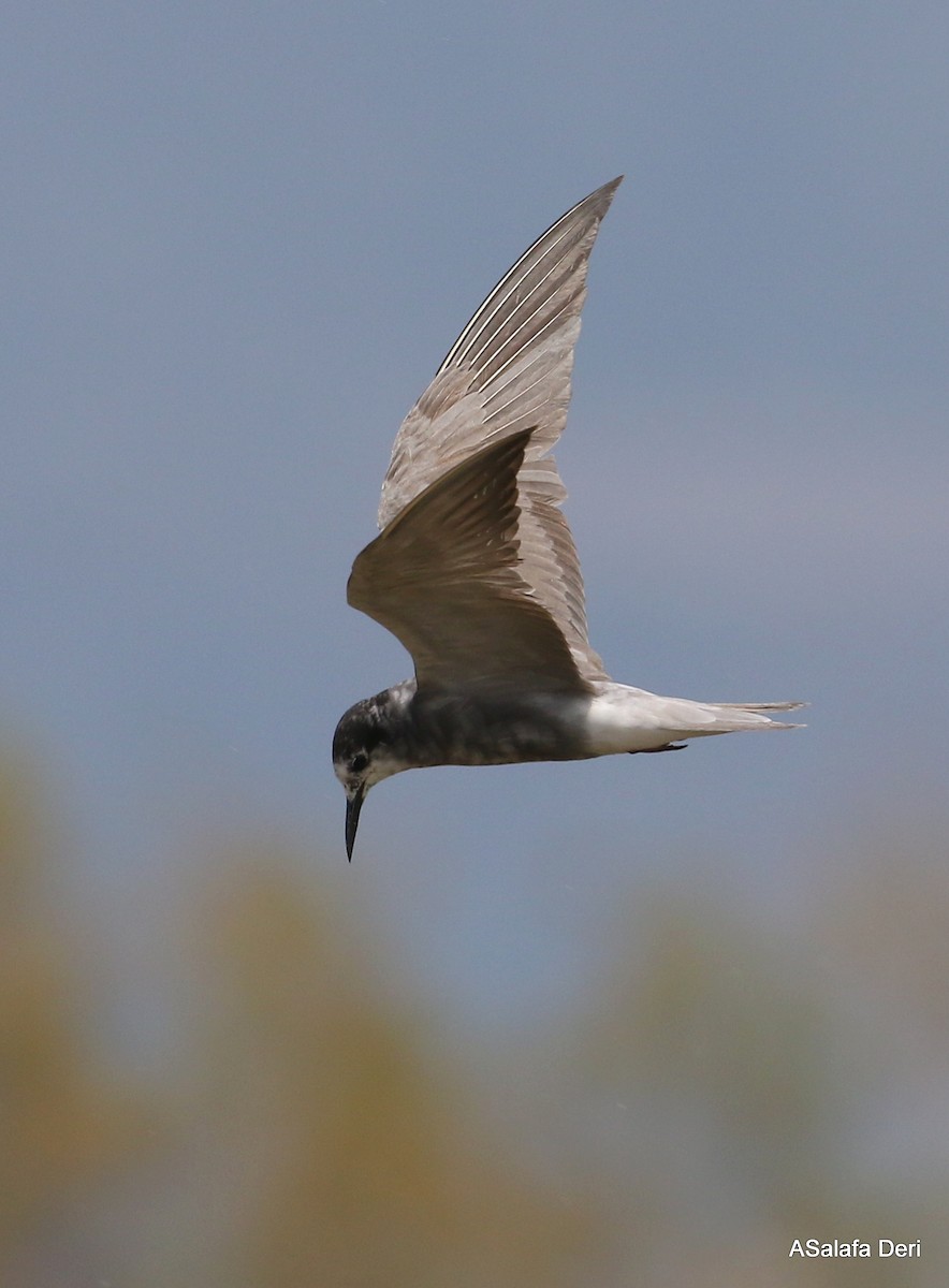Black Tern (Eurasian) - Fanis Theofanopoulos (ASalafa Deri)