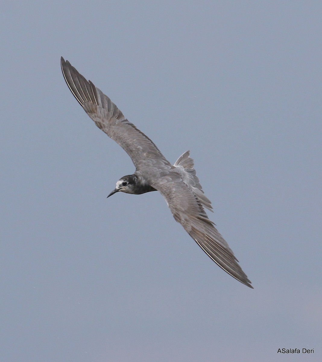 Black Tern (Eurasian) - Fanis Theofanopoulos (ASalafa Deri)