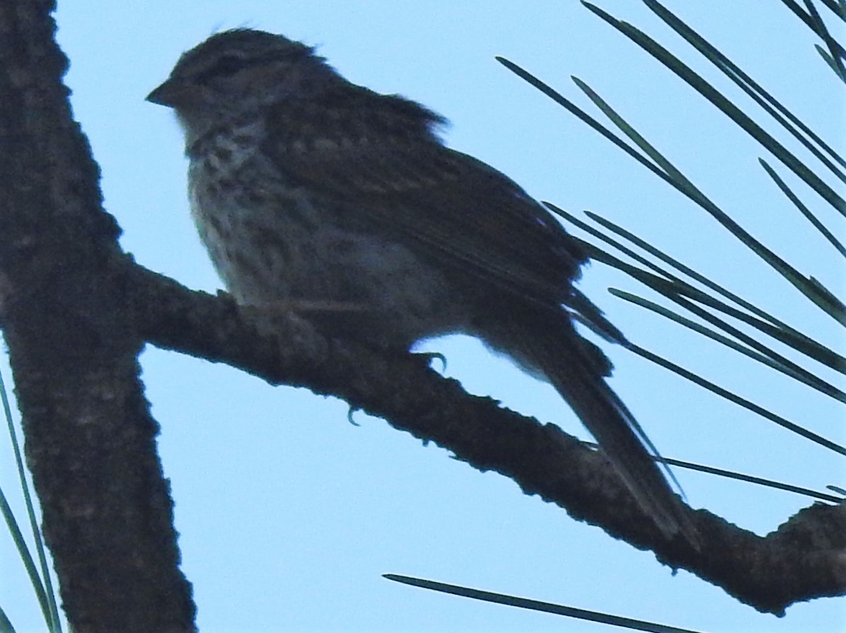 Chipping Sparrow - Eric Haskell