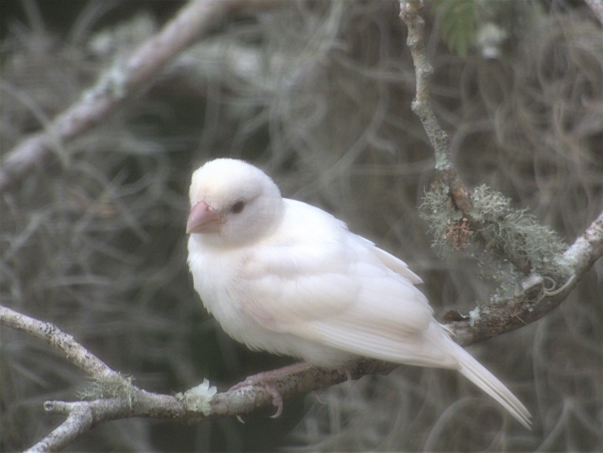 House Finch - Elizabeth King