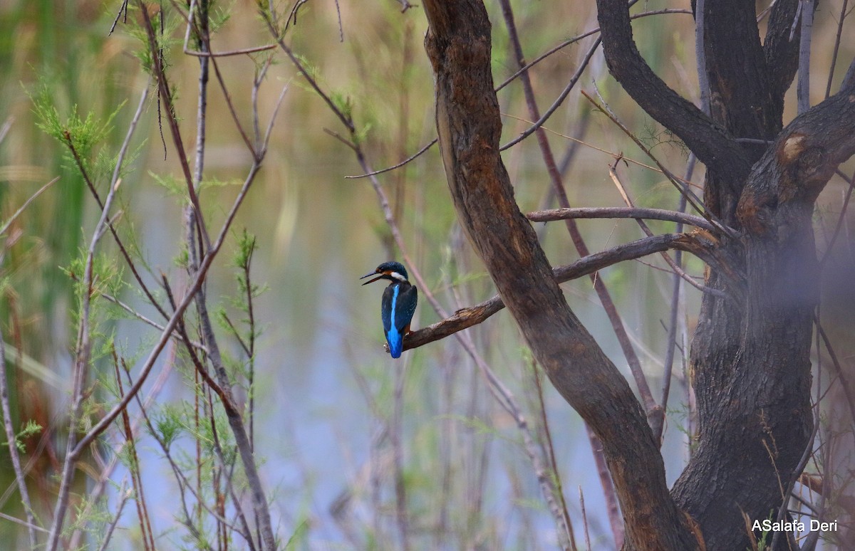 Common Kingfisher - ML254267191