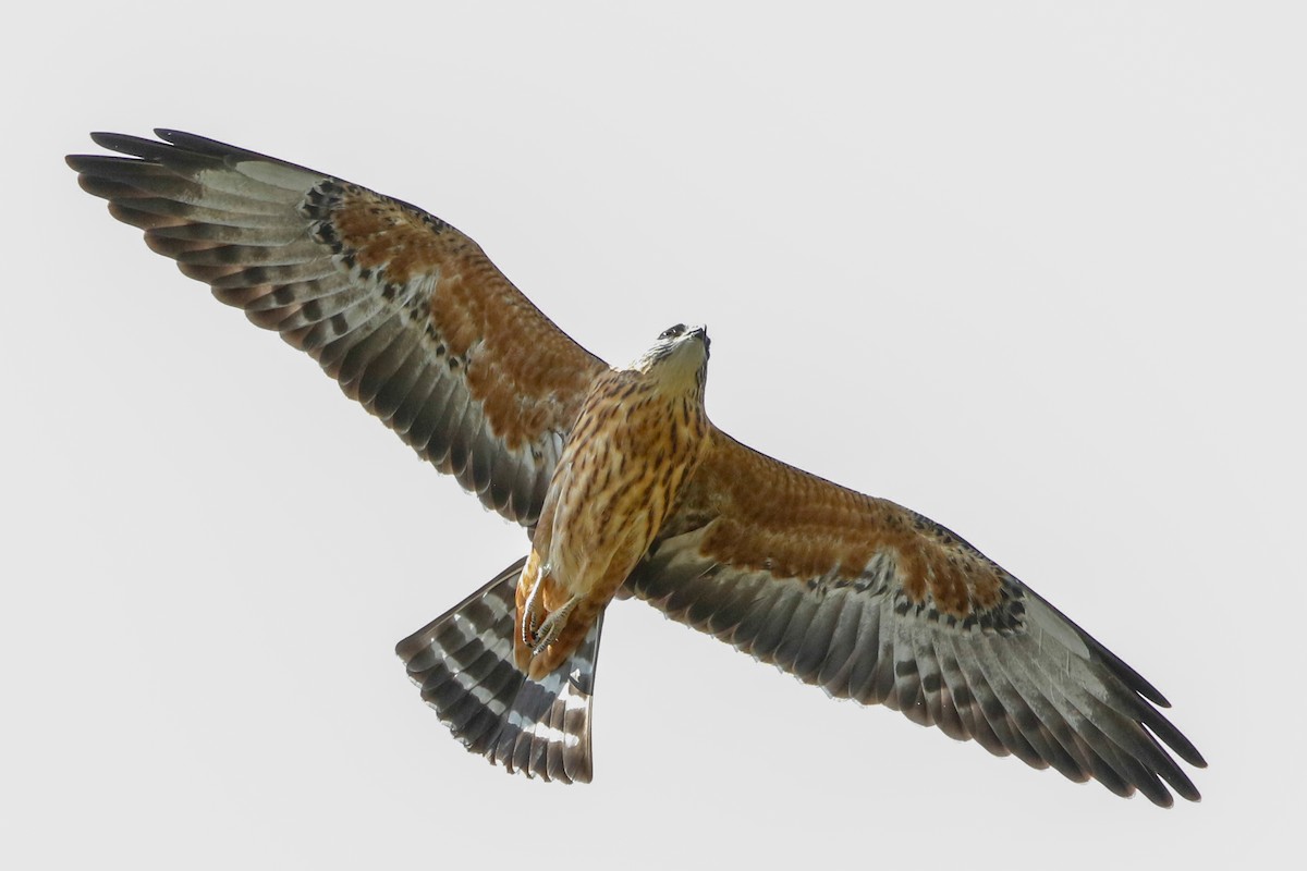 Mississippi Kite - Byron Stone
