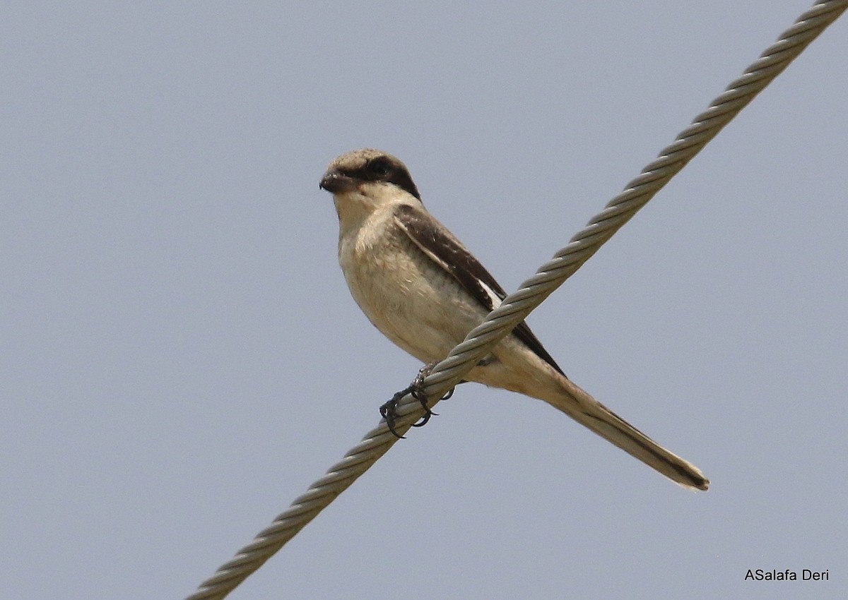 Lesser Gray Shrike - Fanis Theofanopoulos (ASalafa Deri)
