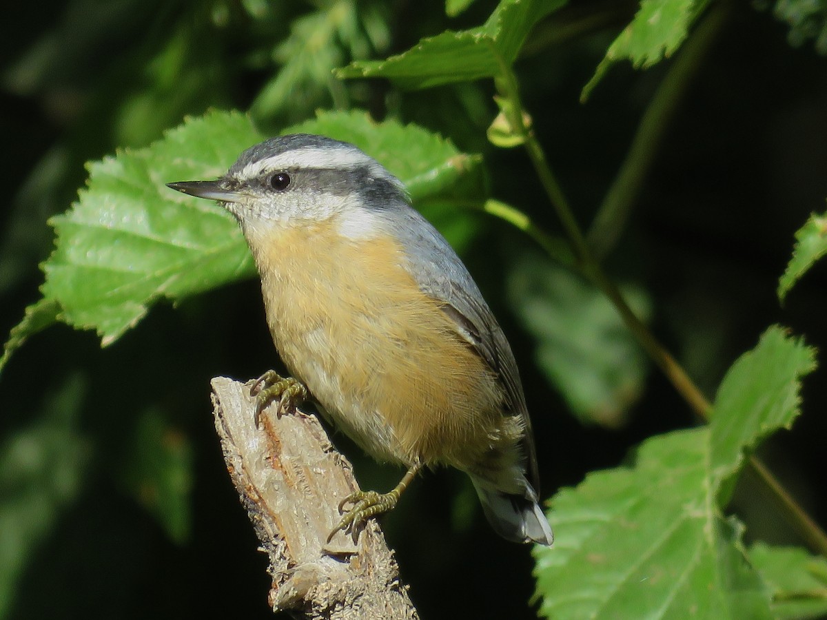 Red-breasted Nuthatch - ML254272831