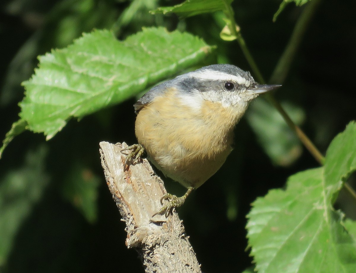 Red-breasted Nuthatch - ML254272841