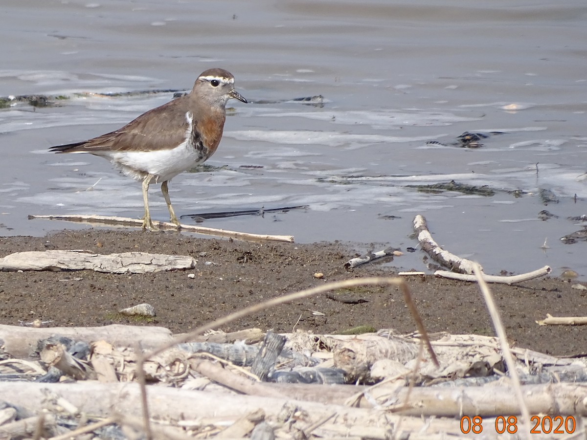 Rufous-chested Dotterel - ML254274591