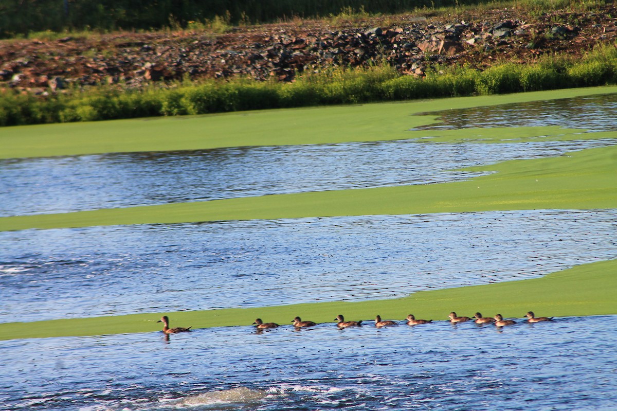 環頸潛鴨 - ML254275791