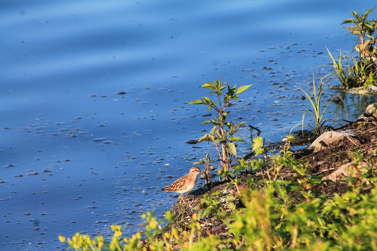 Least Sandpiper - ML254275901