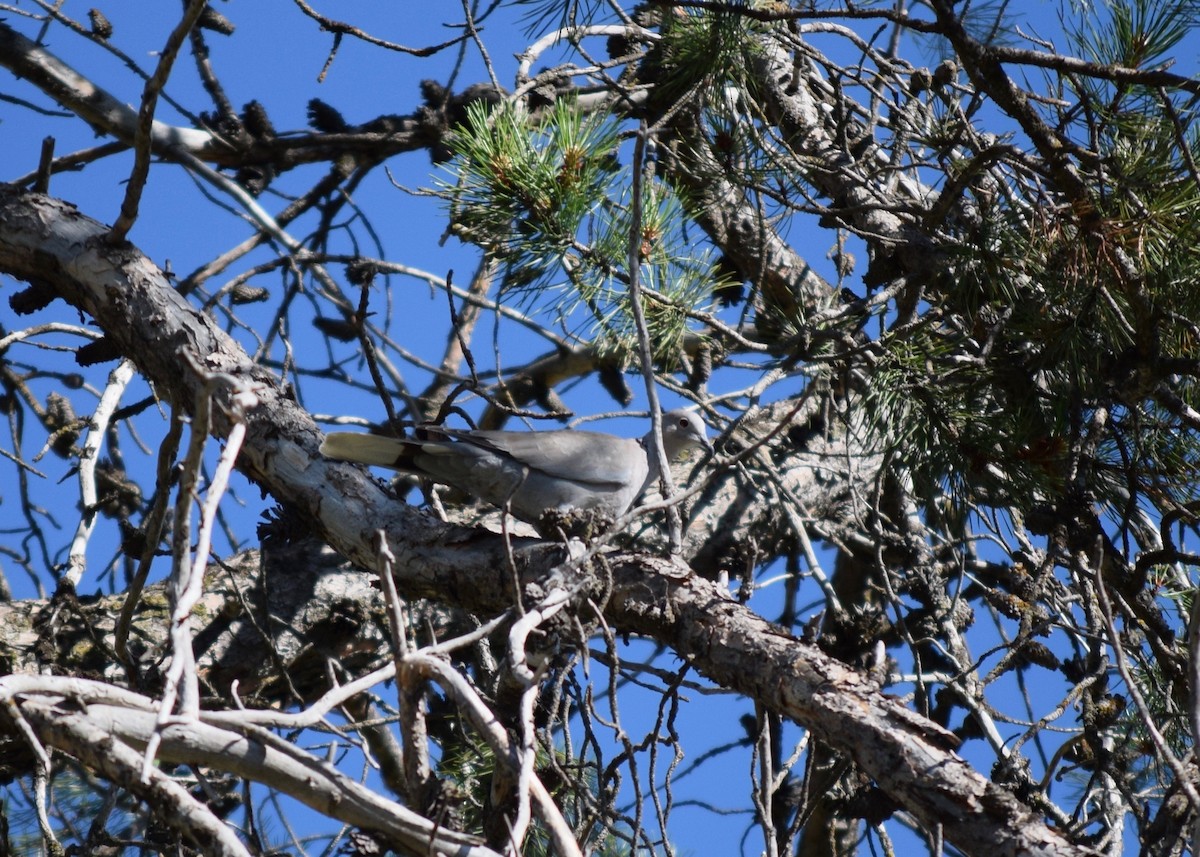 Eurasian Collared-Dove - ML254278711