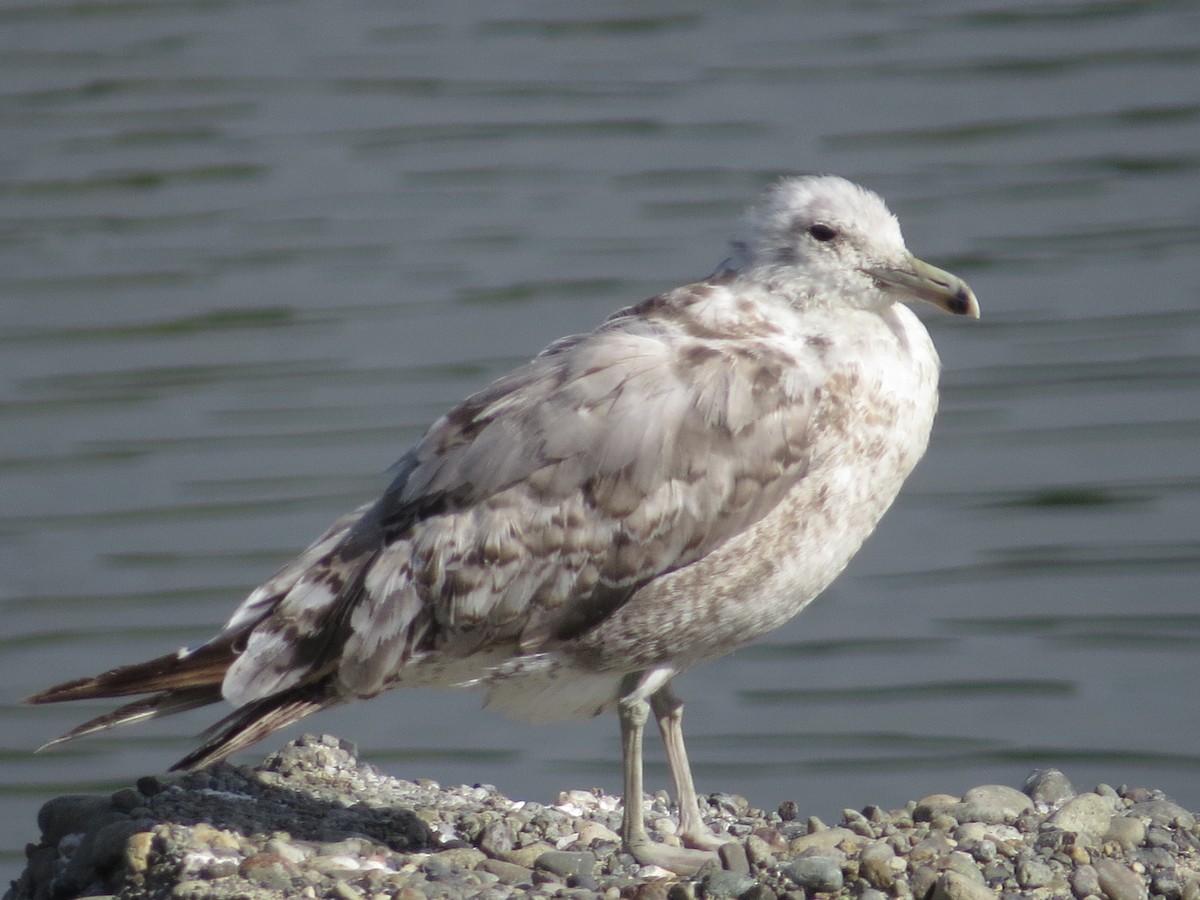 Gaviota Californiana - ML254278771