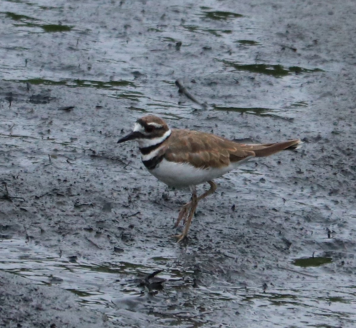 Killdeer - ML254279811