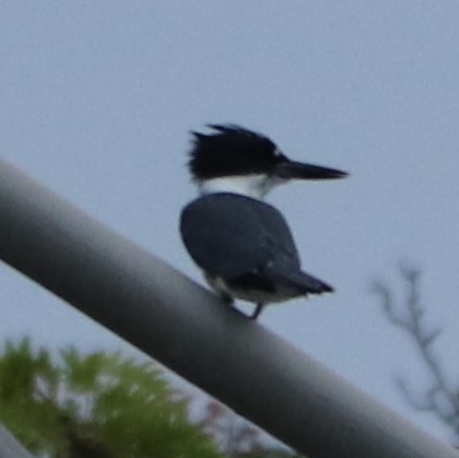 Belted Kingfisher - ML254279841