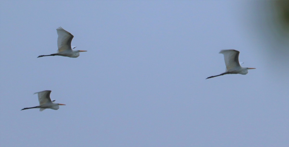 Great Egret - ML254279891