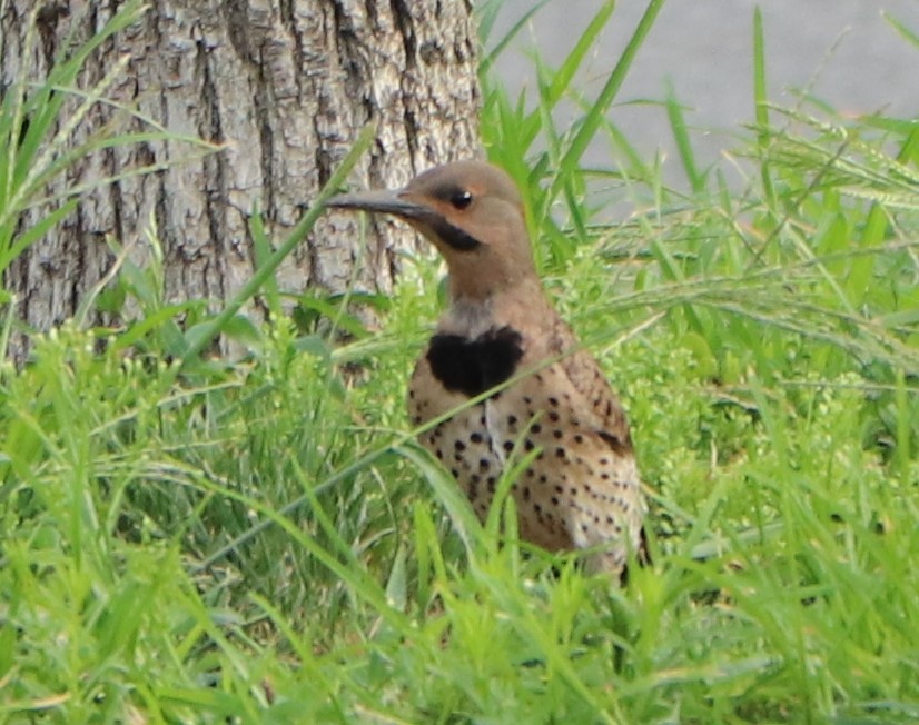 Northern Flicker - ML254280001