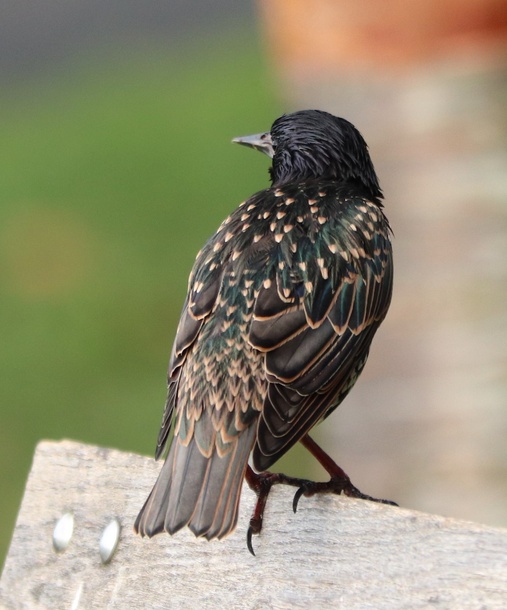 European Starling - ML254280161