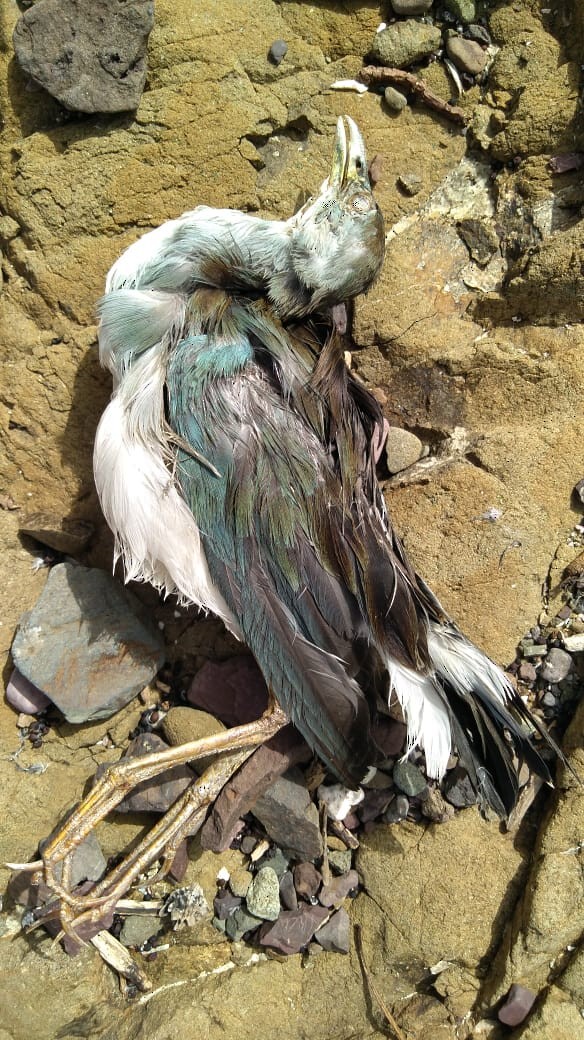 Azure Gallinule - ML254281011