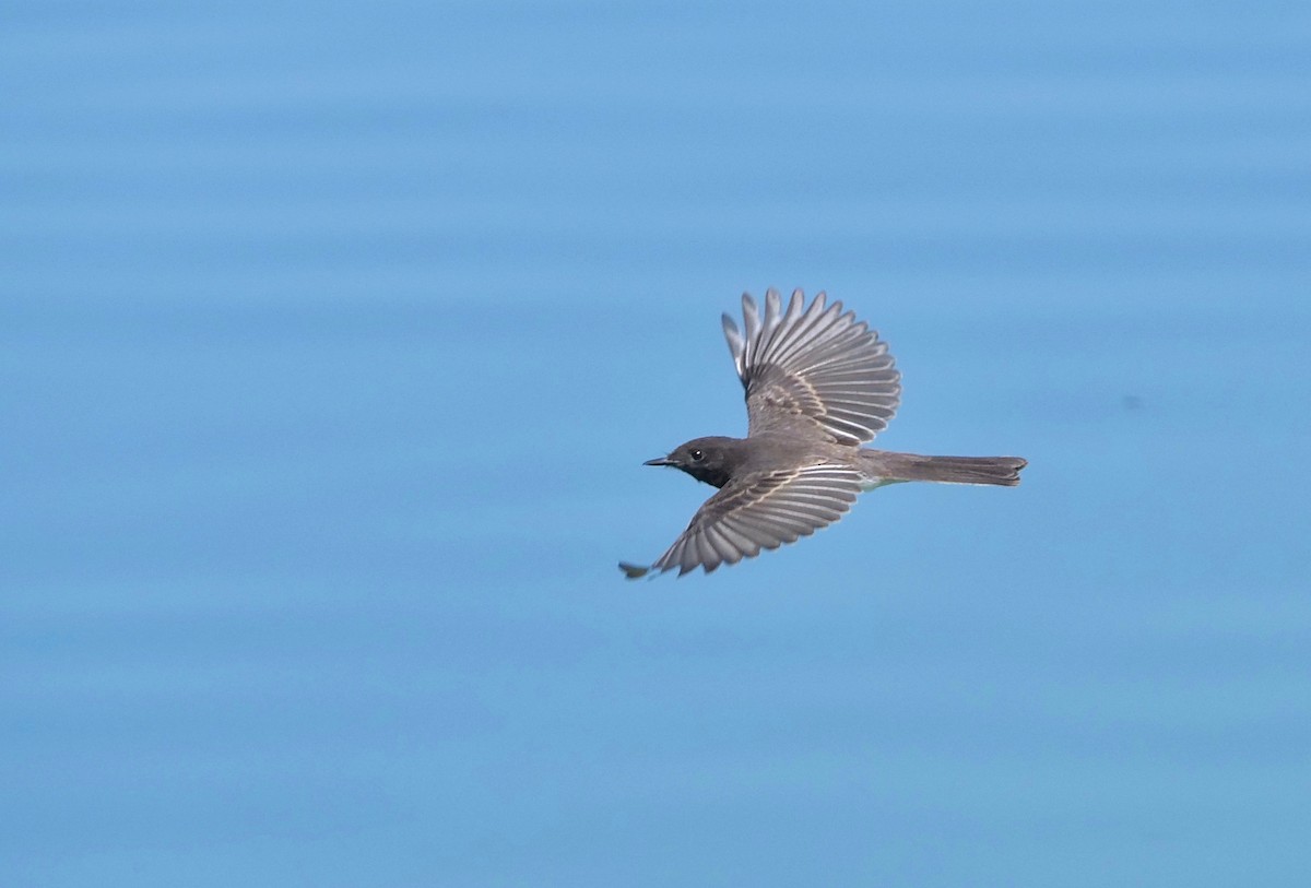 Black Phoebe - ML254281961