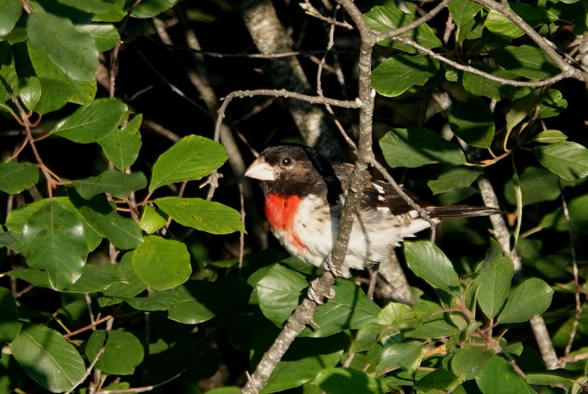 Rose-breasted Grosbeak - ML254282241