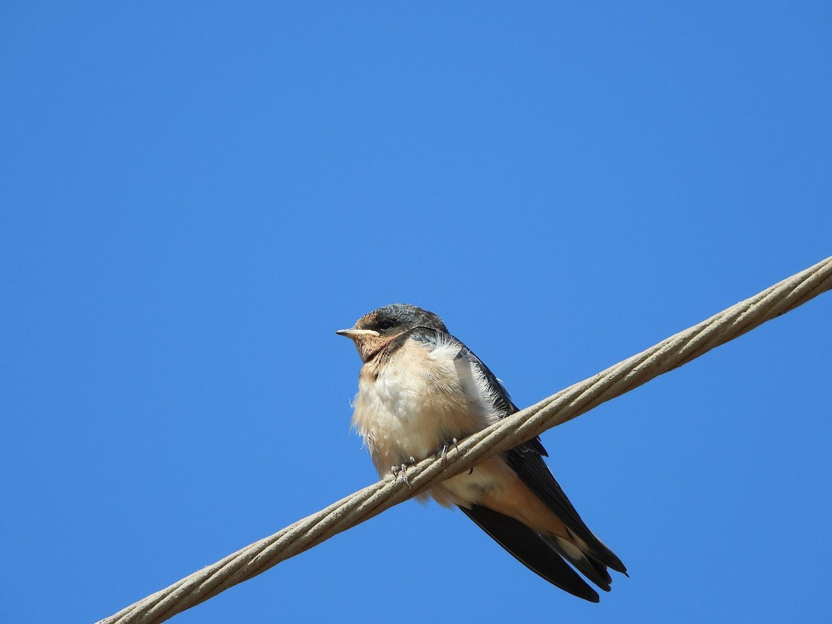 Barn Swallow - ML254286111