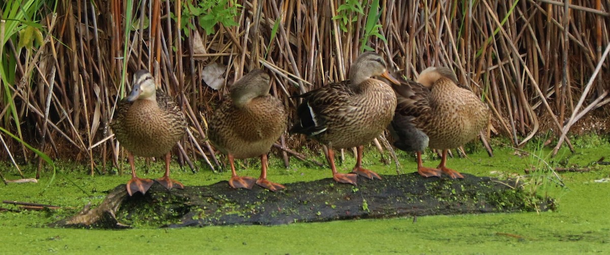 Mallard - valerie heemstra