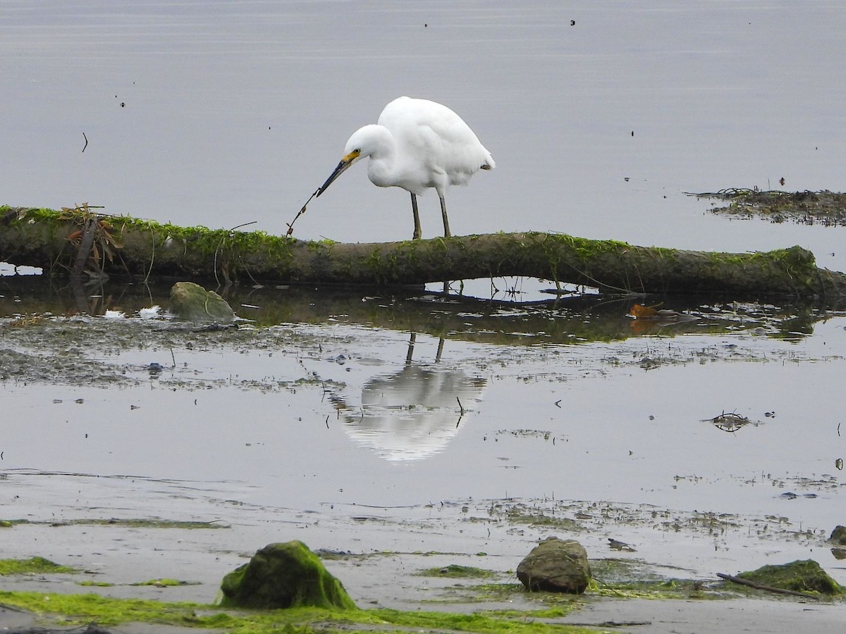 Snowy Egret - ML254288571