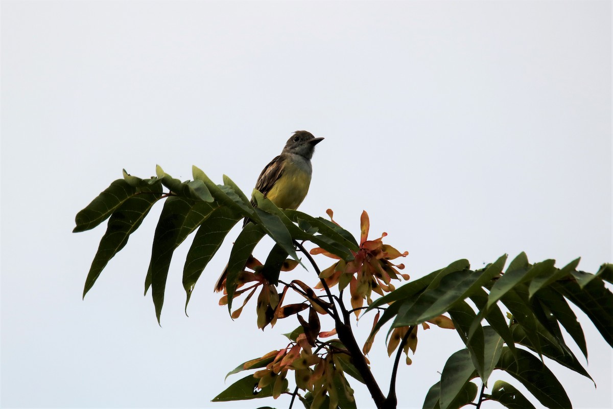Great Crested Flycatcher - ML254289681