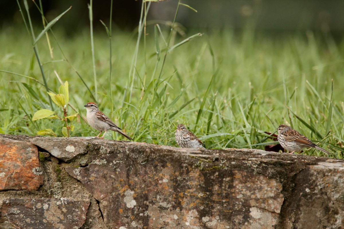 Chipping Sparrow - ML254290241