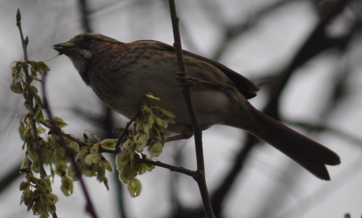 White-throated Sparrow - ML25429031