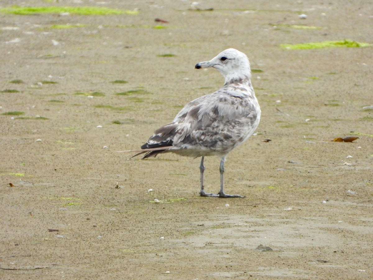 California Gull - ML254291061