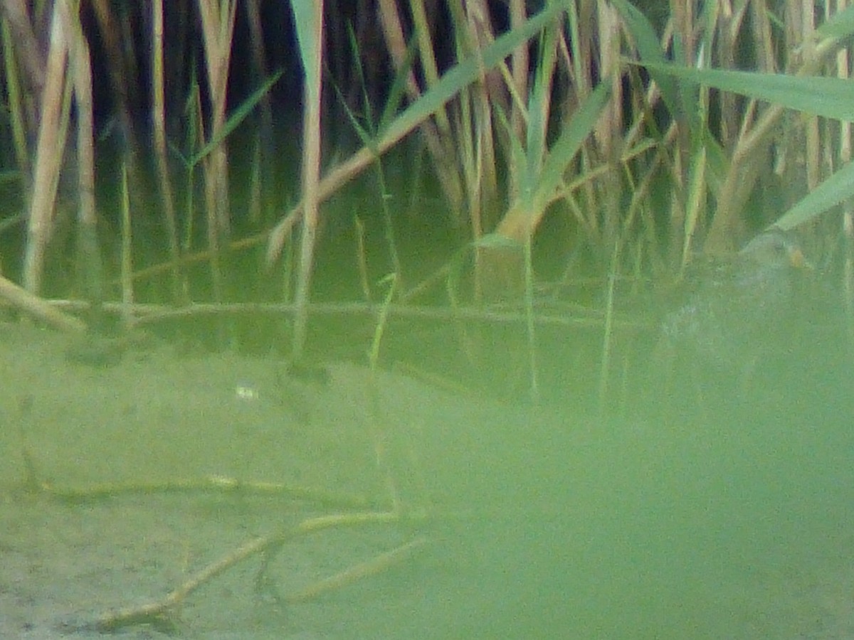 Spotted Crake - ML254291491