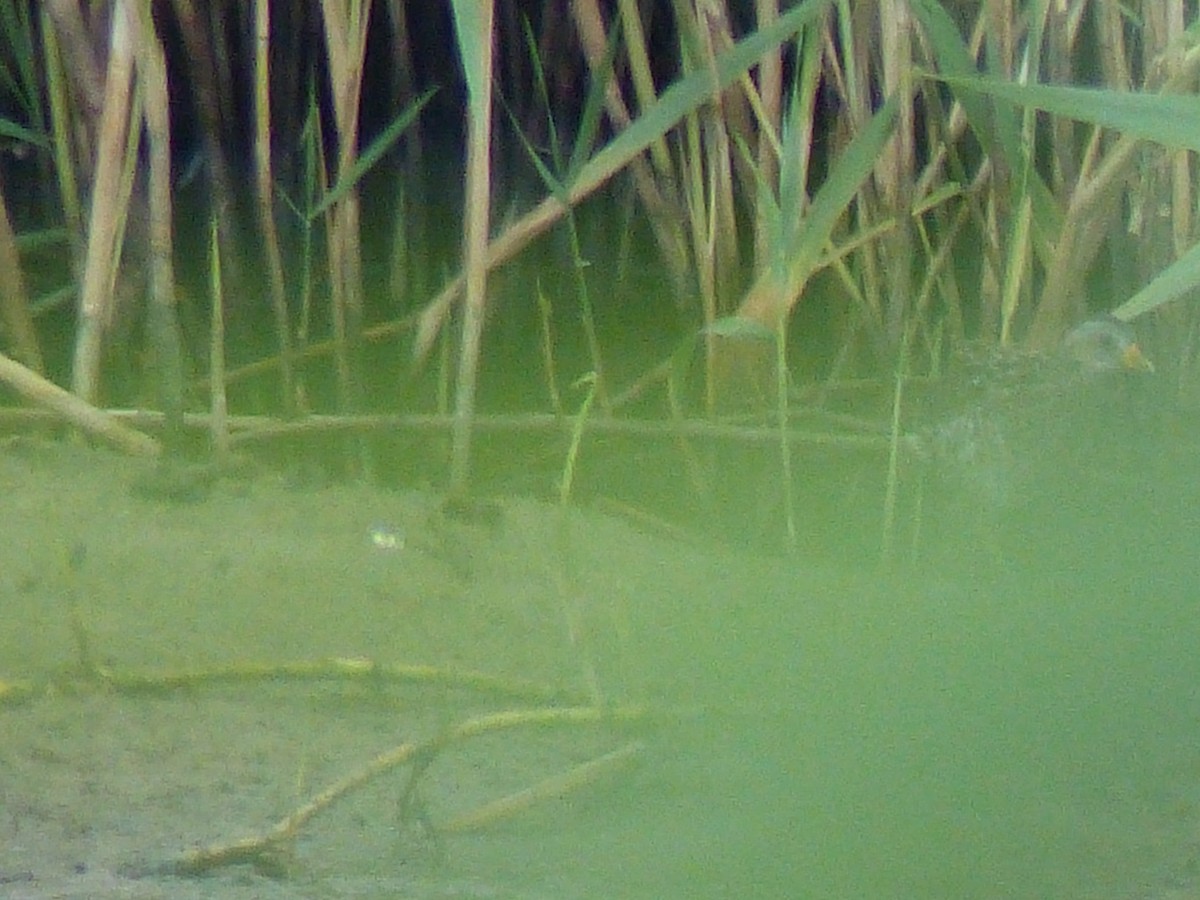 Spotted Crake - ML254291511