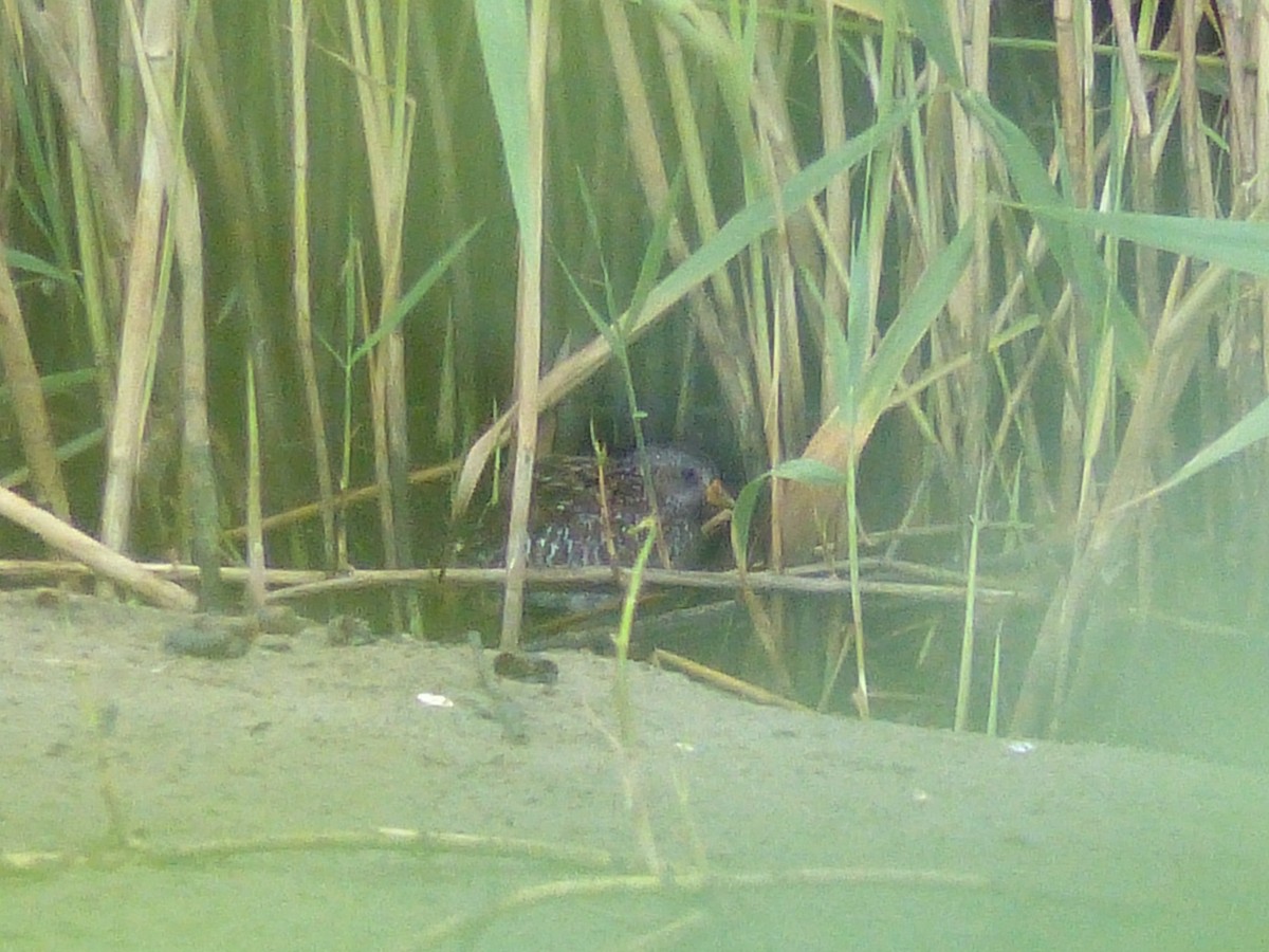 Spotted Crake - ML254291531