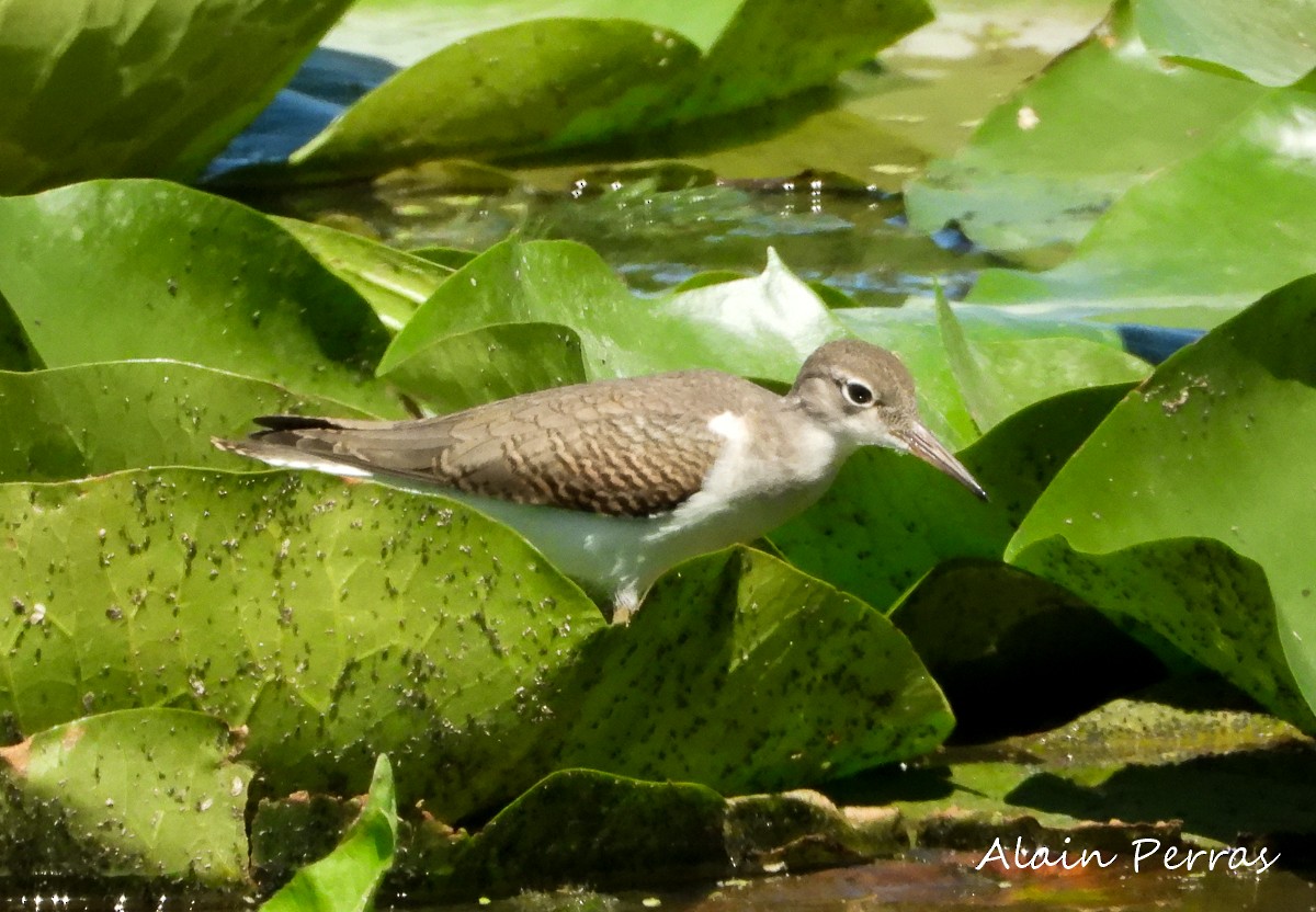 Spotted Sandpiper - ML254292361