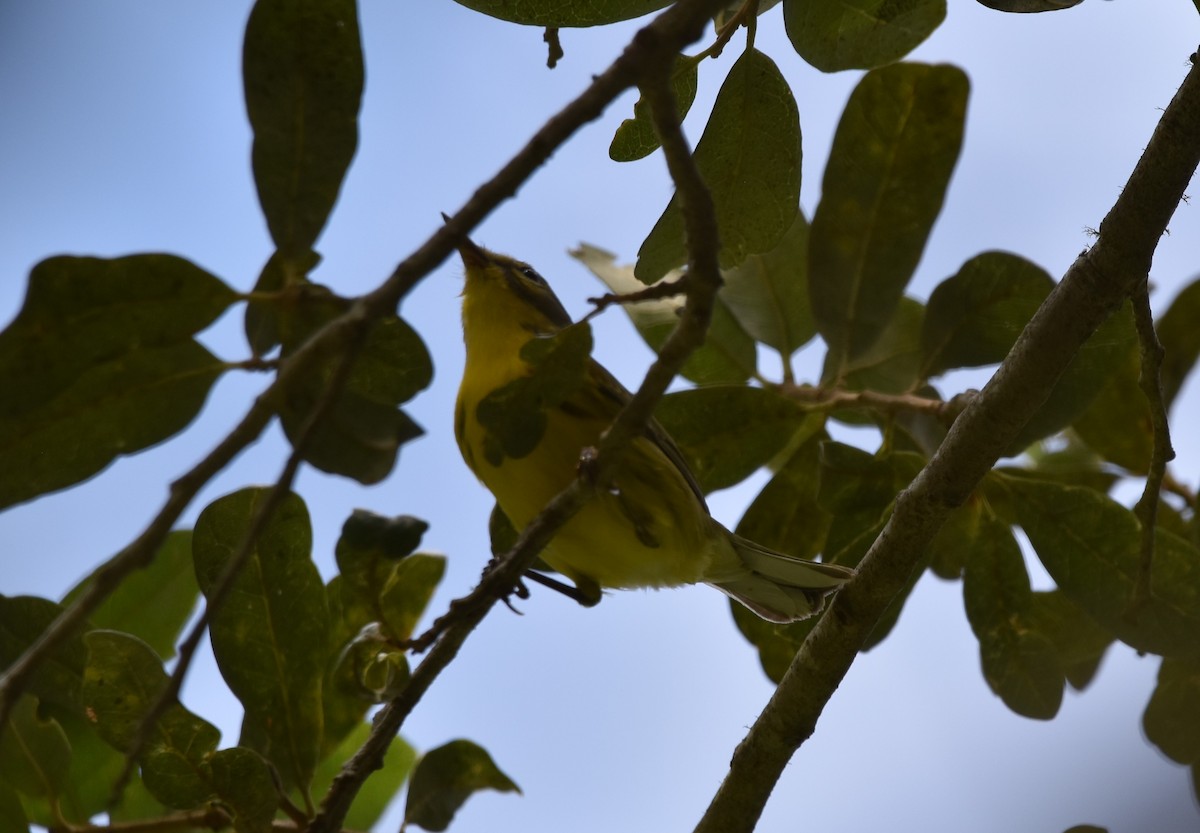 Prairie Warbler - ML254292371