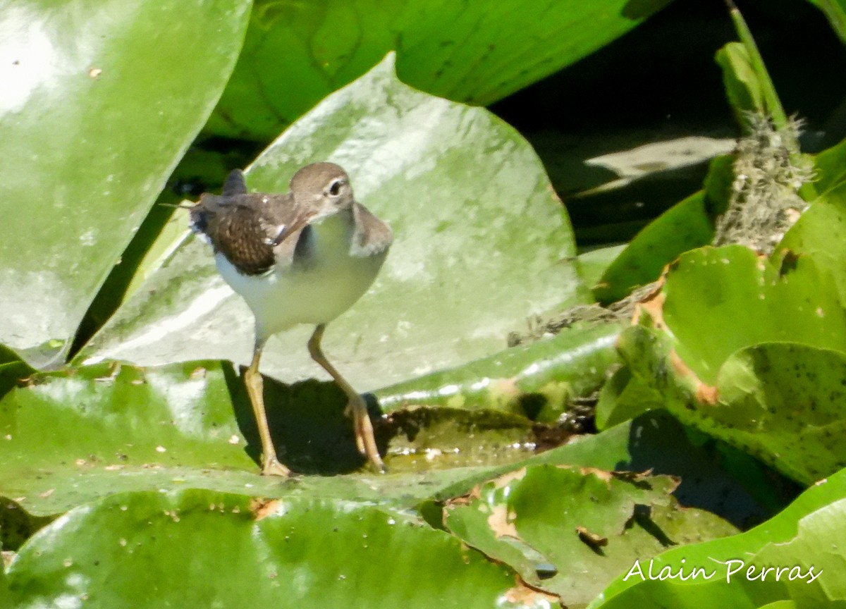 Spotted Sandpiper - ML254292381