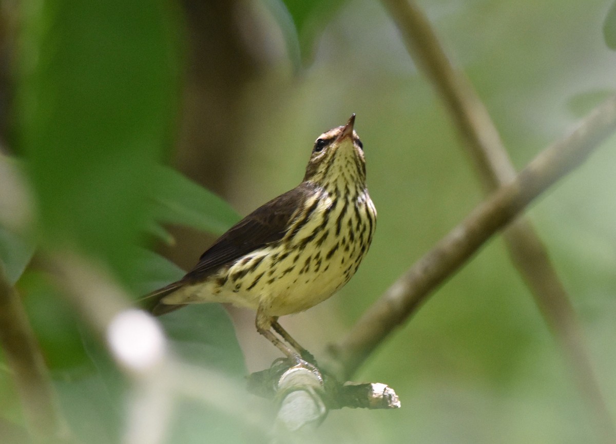 Northern Waterthrush - Jeff Graham